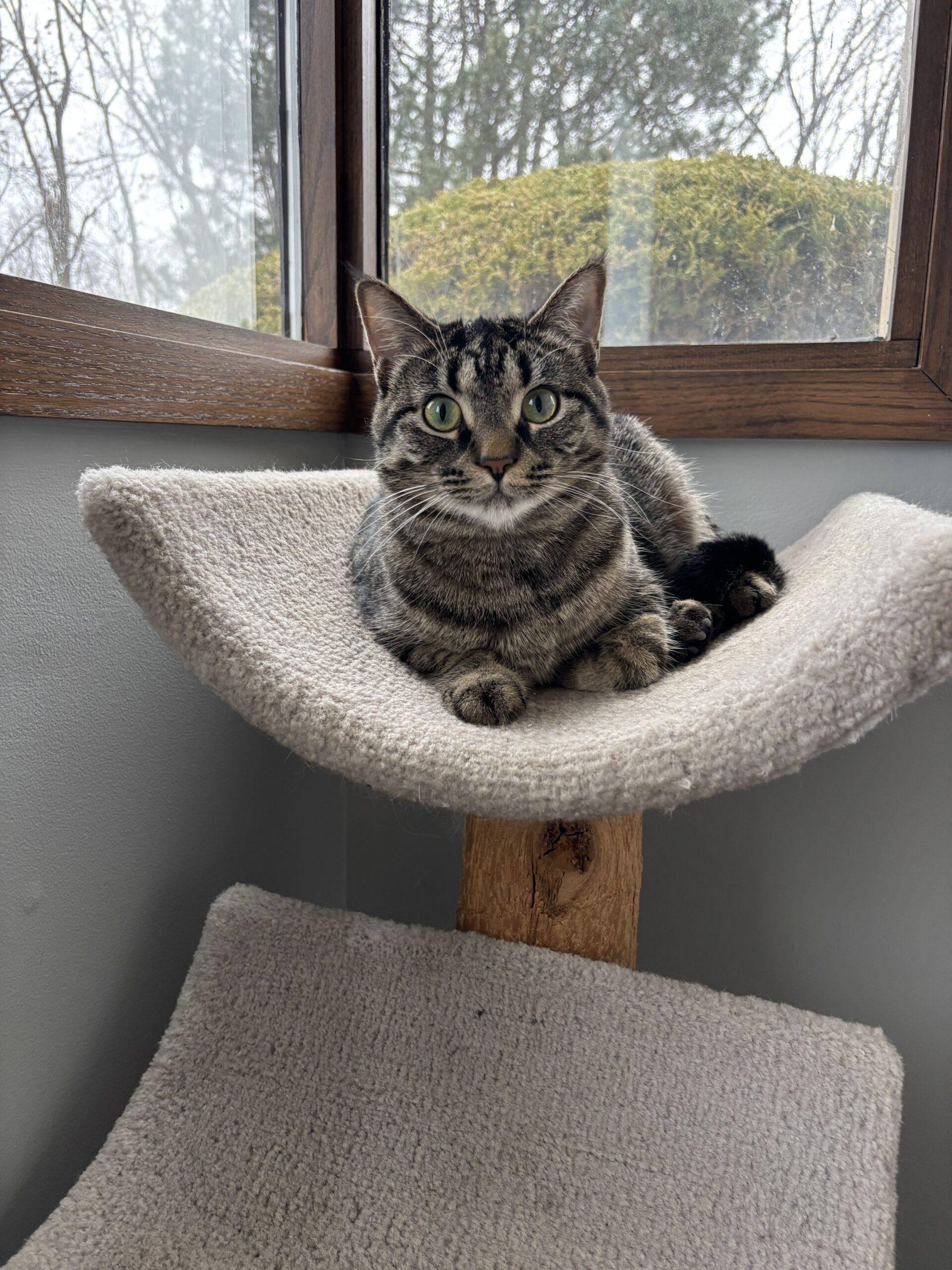 Hope, Adoptable, Young Female Domestic Short Hair.