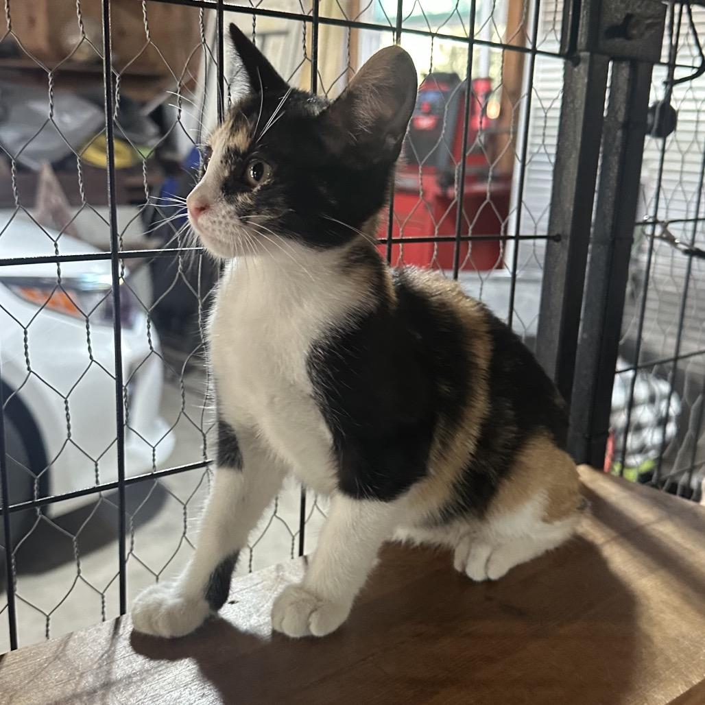 Olive, Adoptable, Kitten Female Domestic Short Hair.