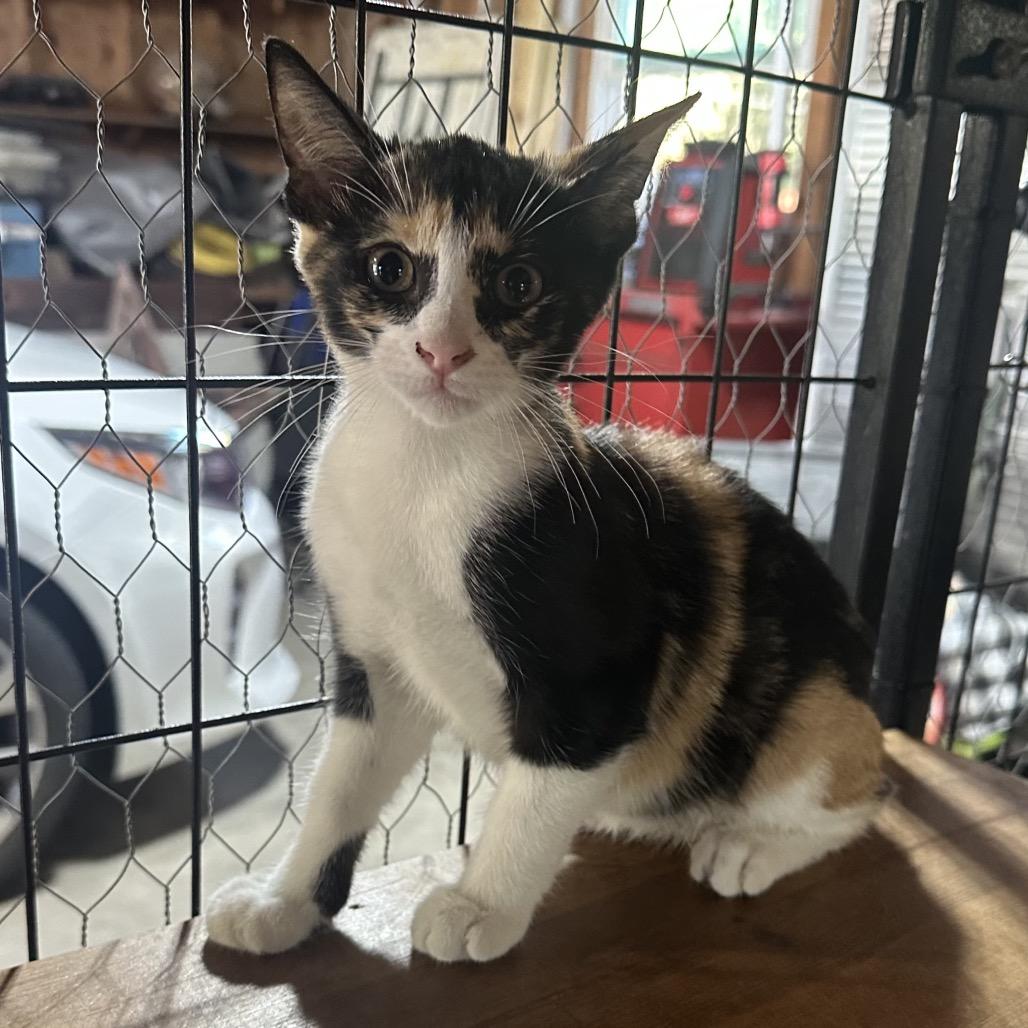 Enlarge Olive, a Adoptable Domestic Short Hair in Baytown, TX image 2/2