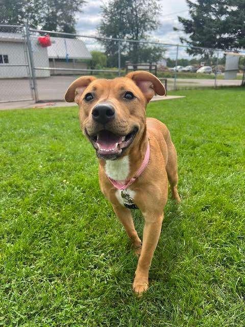 LISA FRANK, an adoptable Pit Bull Terrier in Ironwood, MI, 49938 | Photo Image 1