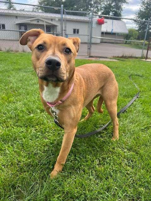 LISA FRANK, an adoptable Pit Bull Terrier in Ironwood, MI, 49938 | Photo Image 2