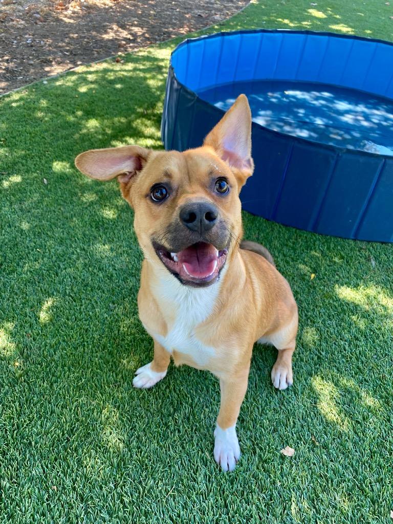 Kevin, Adoptable, Young Male Terrier & Pit Bull Terrier.