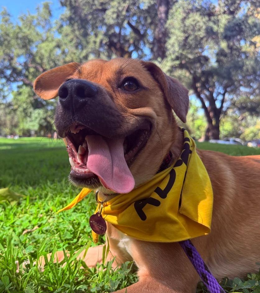 Enlarge Kevin, a Adoptable mixed breed in Chico, CA image 2/3