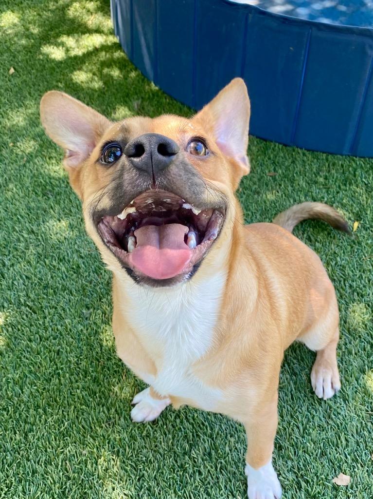 Enlarge Kevin, a Adoptable mixed breed in Chico, CA image 3/3