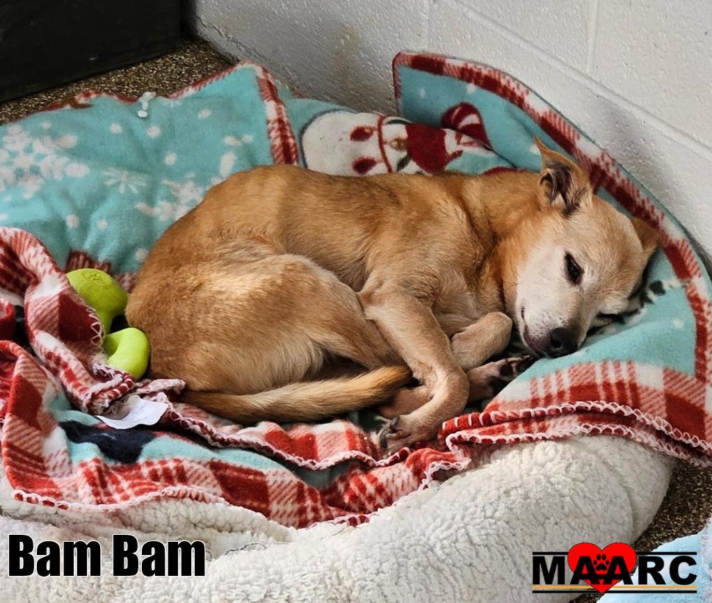 Bam Bam, Adoptable, Senior Male Chihuahua & Italian Greyhound.