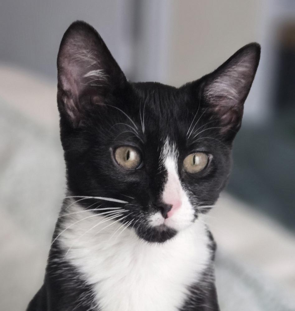 Percy, Adoptable, Kitten Male American Shorthair.