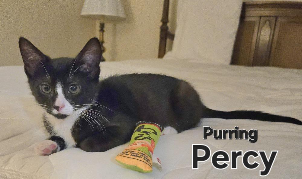 Enlarge Percy, a Adoptable American Shorthair in Ronkonkoma, NY image 2/5