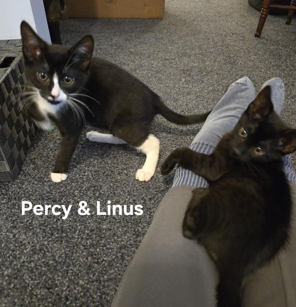 Enlarge Percy, a Adoptable American Shorthair in Ronkonkoma, NY image 4/5