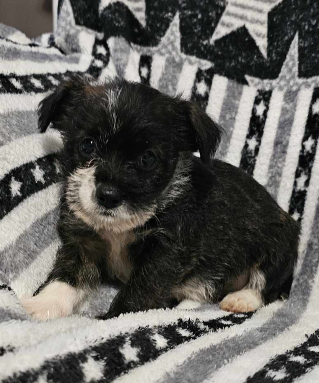 Enlarge Puppy #5, a Adopted Boston Terrier in Linton, IN image 2/2