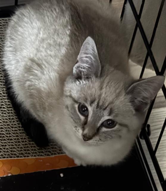 Enlarge Latte, a Adoptable mixed breed in Orlando, FL image 1/1