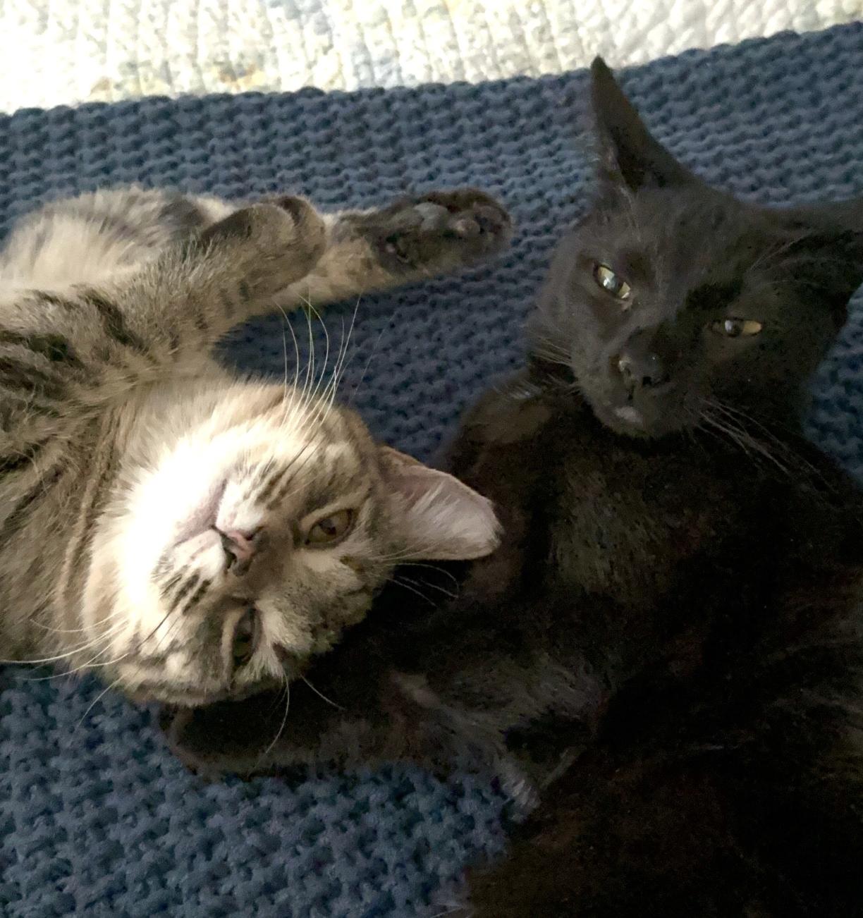 Enlarge Coco & Fifi (bonded pair), a Adoptable Domestic Short Hair in Wheaton, IL image 1/3