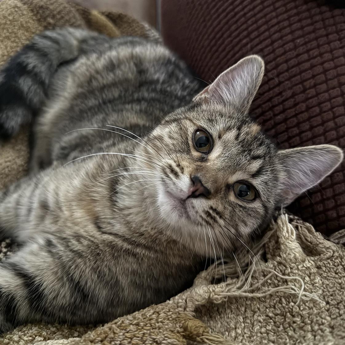 Enlarge Coco & Fifi (bonded pair), a Adoptable Domestic Short Hair in Wheaton, IL image 2/3