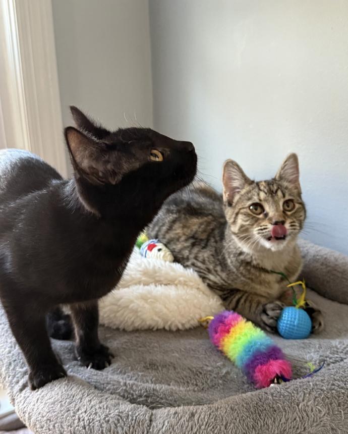 Enlarge Coco & Fifi (bonded pair), a Adoptable Domestic Short Hair in Wheaton, IL image 3/3