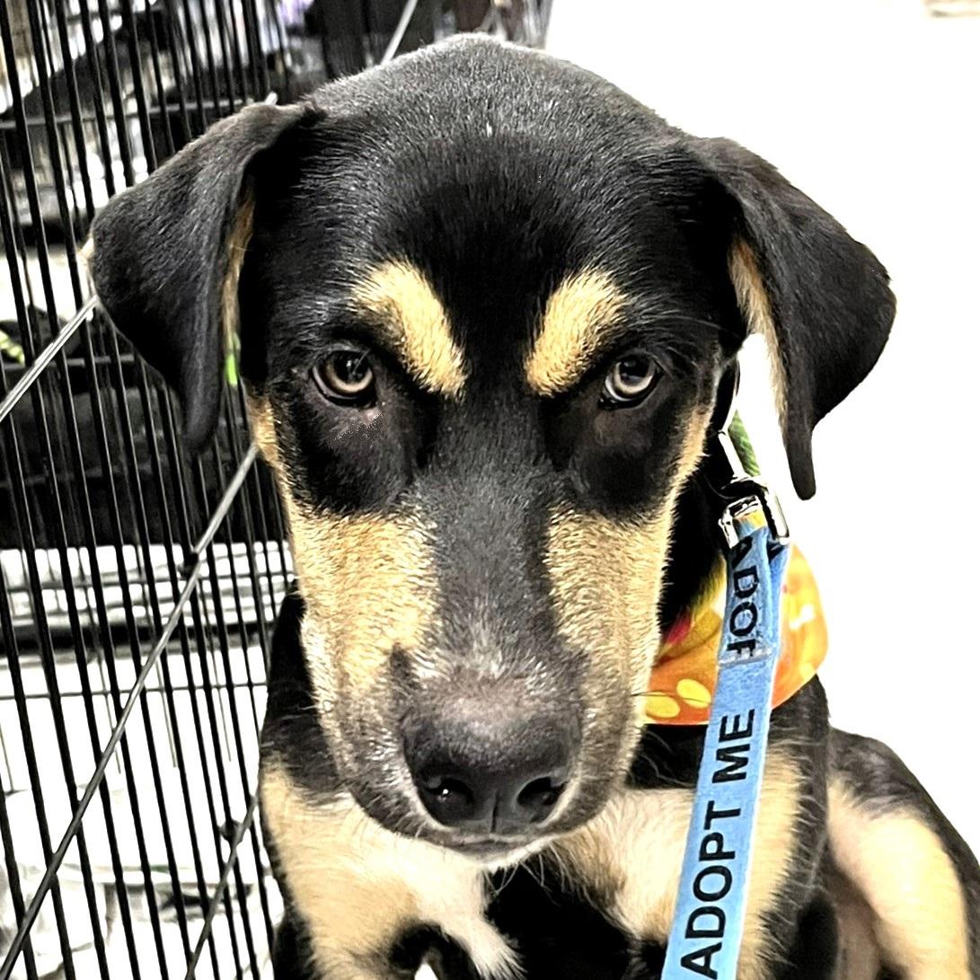 Gumbo, adoptable, Young Male Shepherd & Husky.