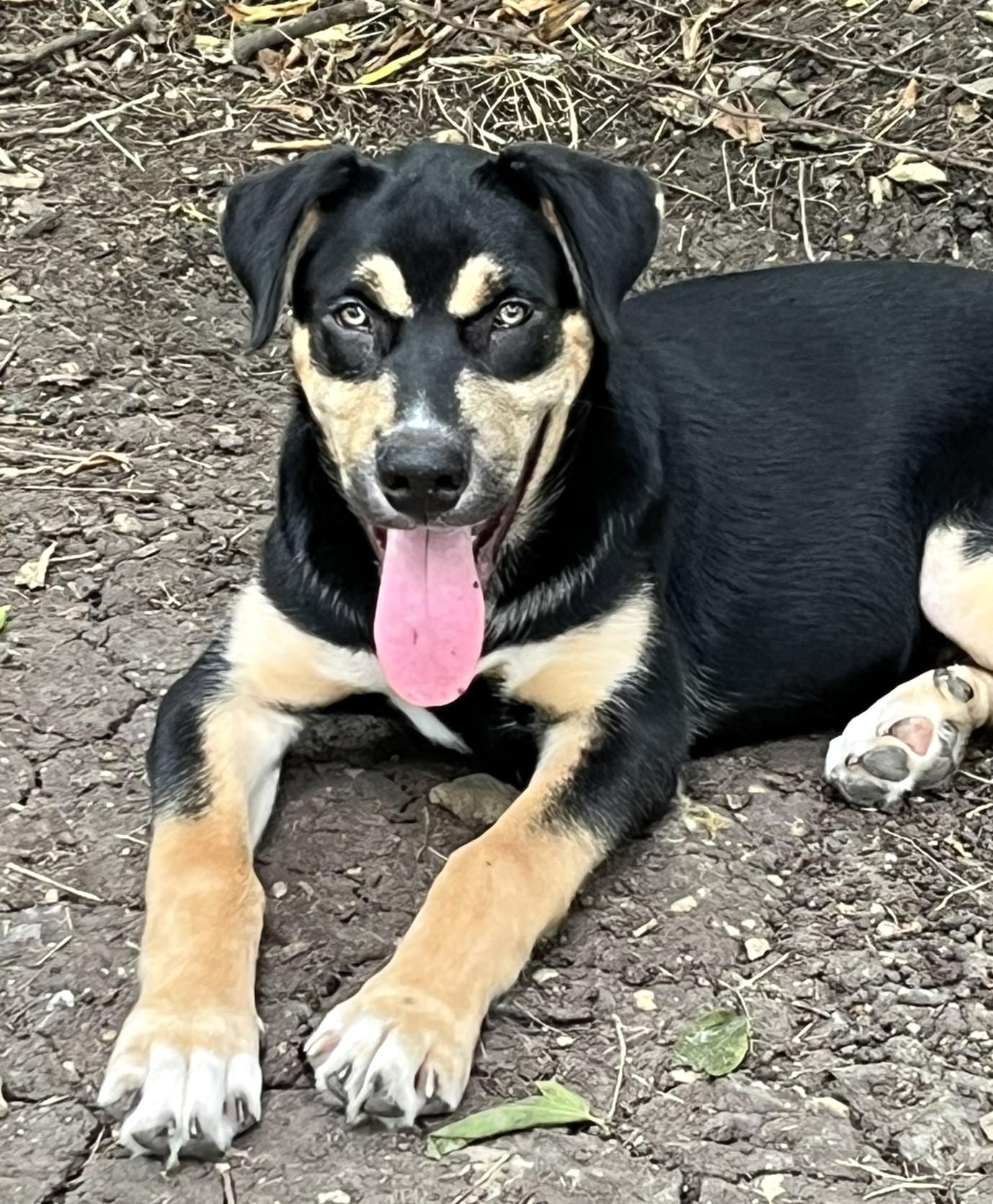 Gumbo, an adoptable mixed breed in Godley, TX image 3/6