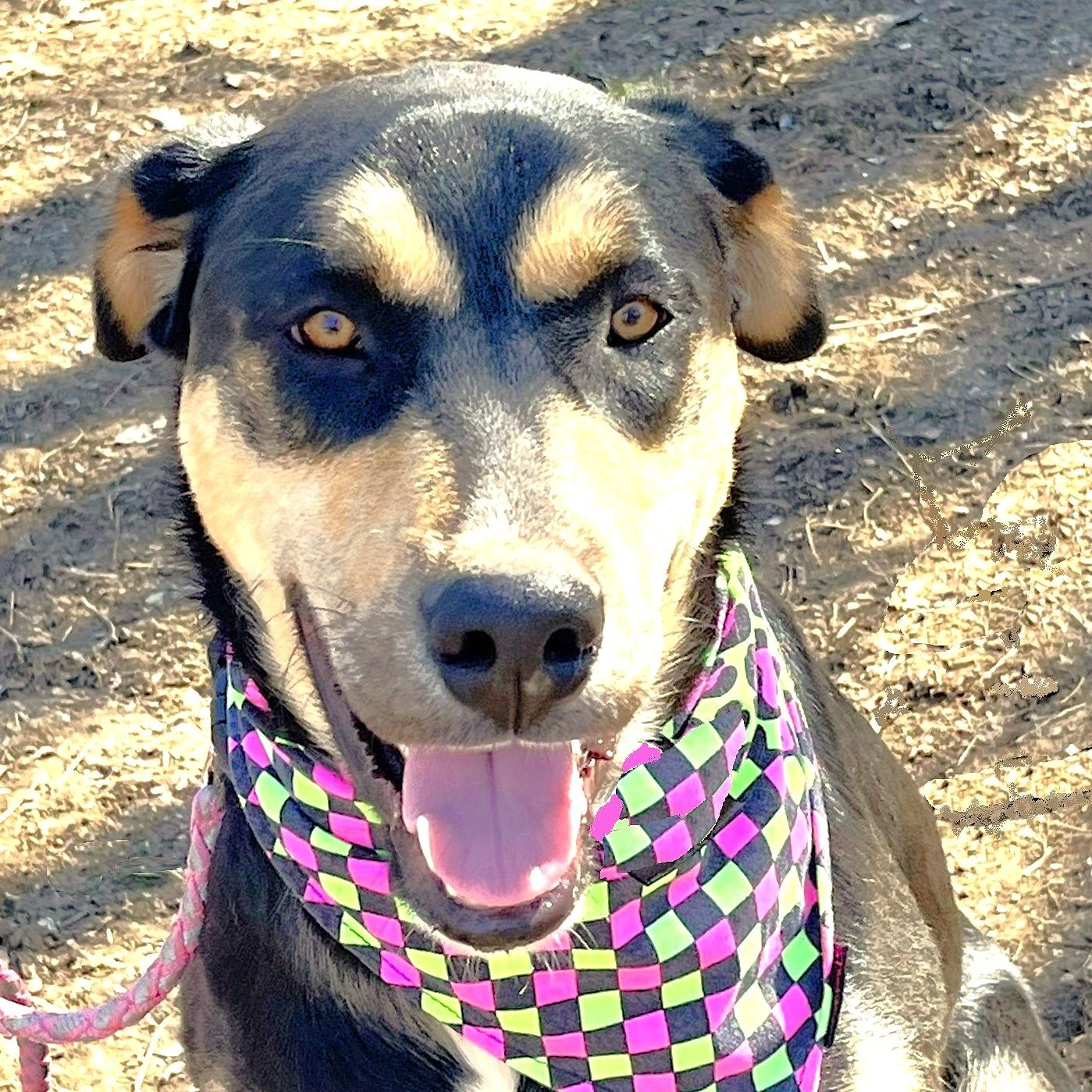 Gumbo, adoptable, Young Male Shepherd & Husky.