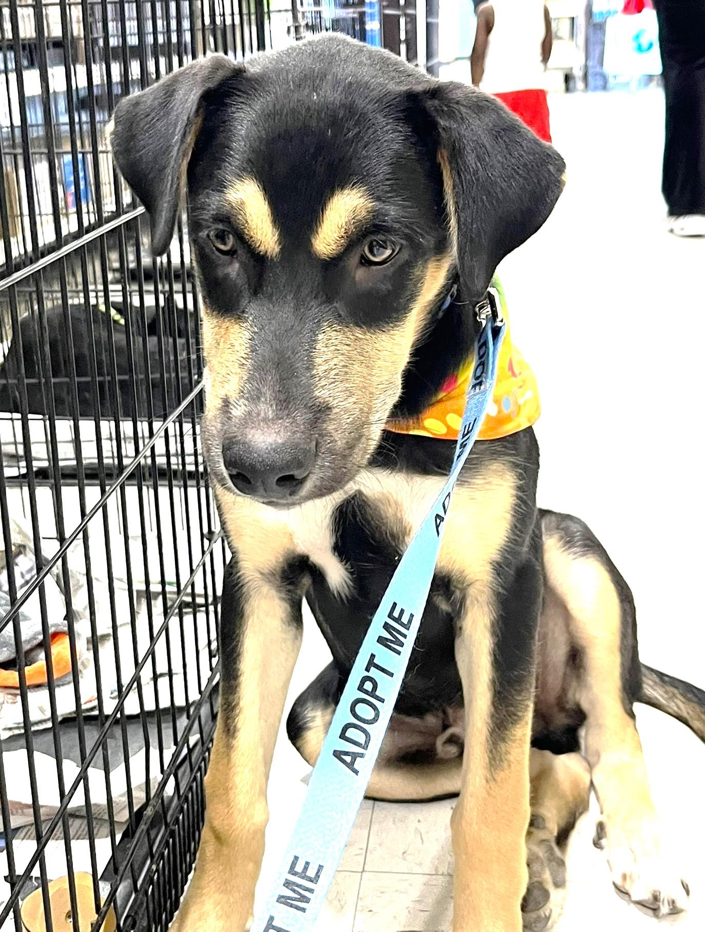 Gumbo, an adoptable mixed breed in Godley, TX image 5/6