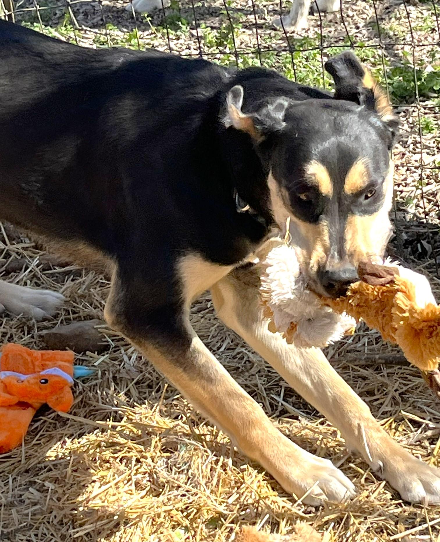 Enlarge Gumbo, an adoptable mixed breed in Godley, TX image 5/6