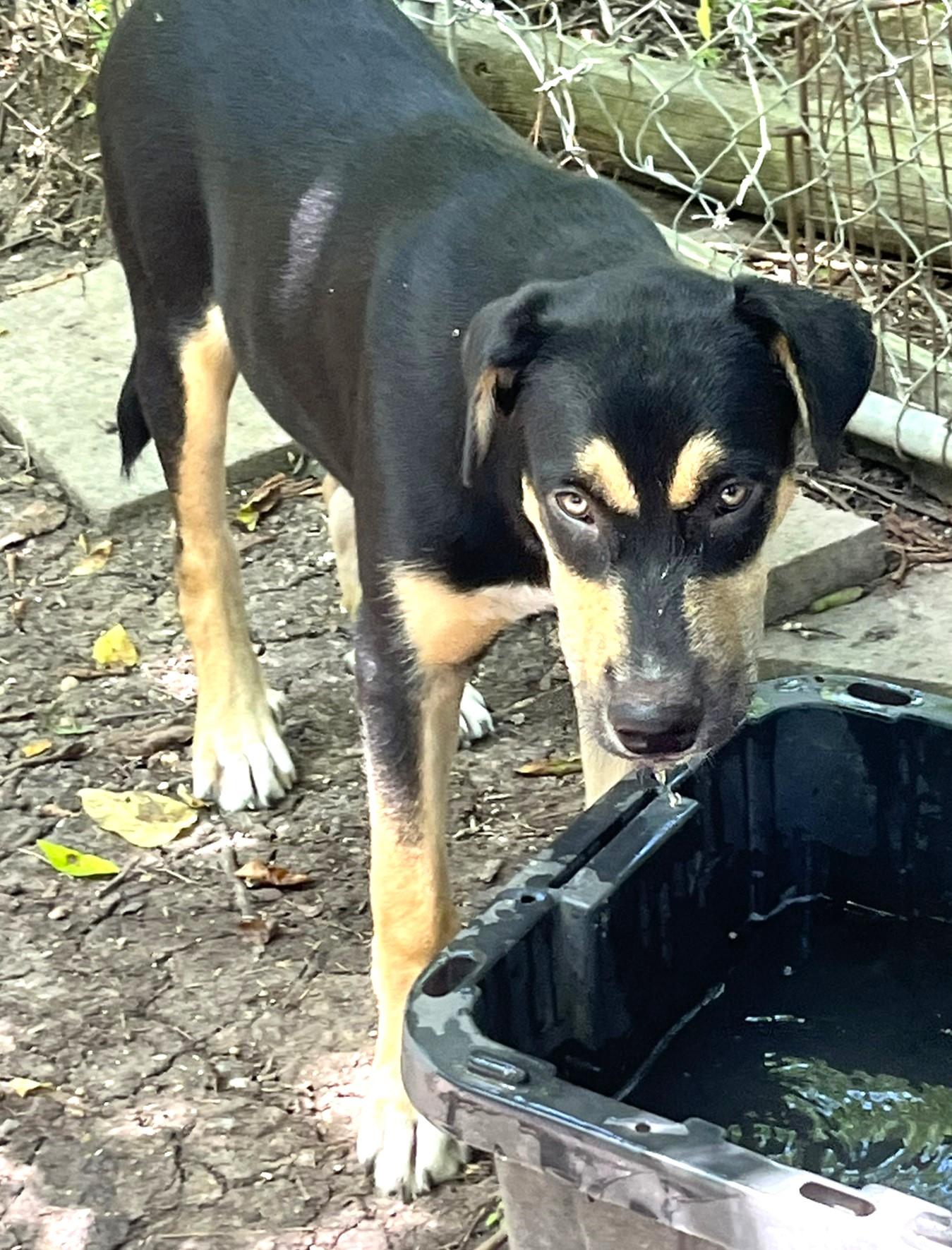 Gumbo, an adoptable mixed breed in Godley, TX image 4/6