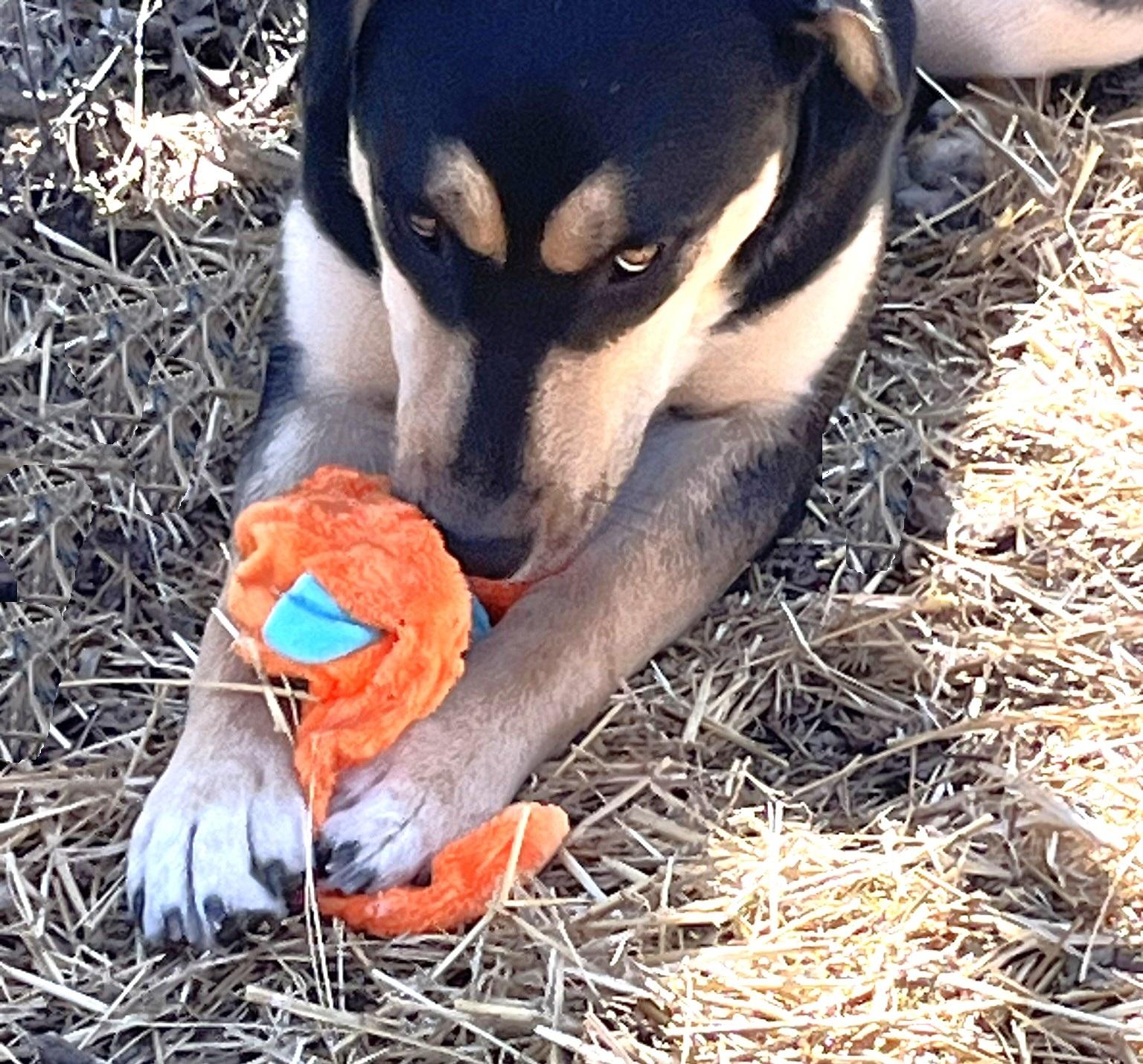 Enlarge Gumbo, an adoptable mixed breed in Godley, TX image 3/6