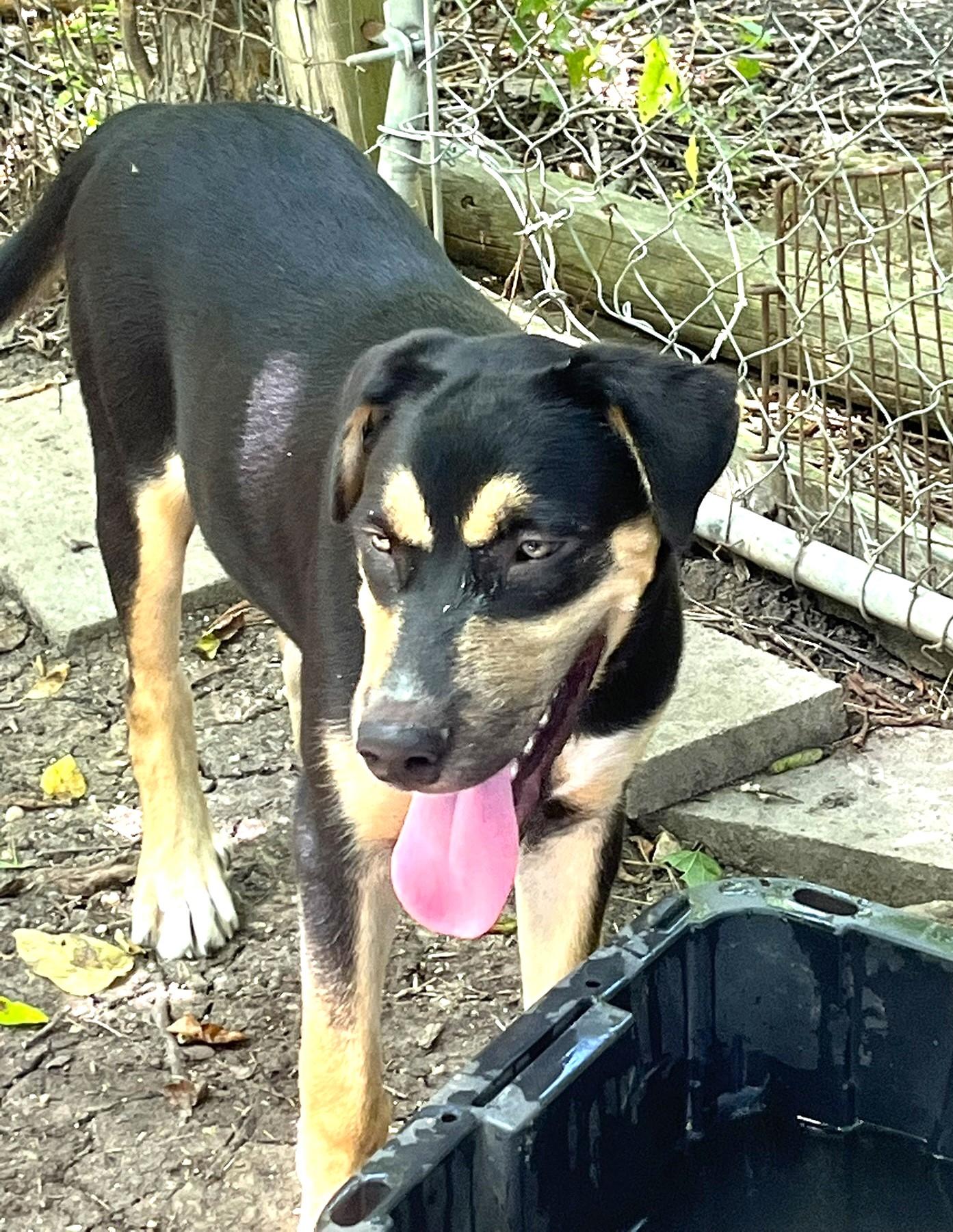 Gumbo, an adoptable mixed breed in Godley, TX image 6/6