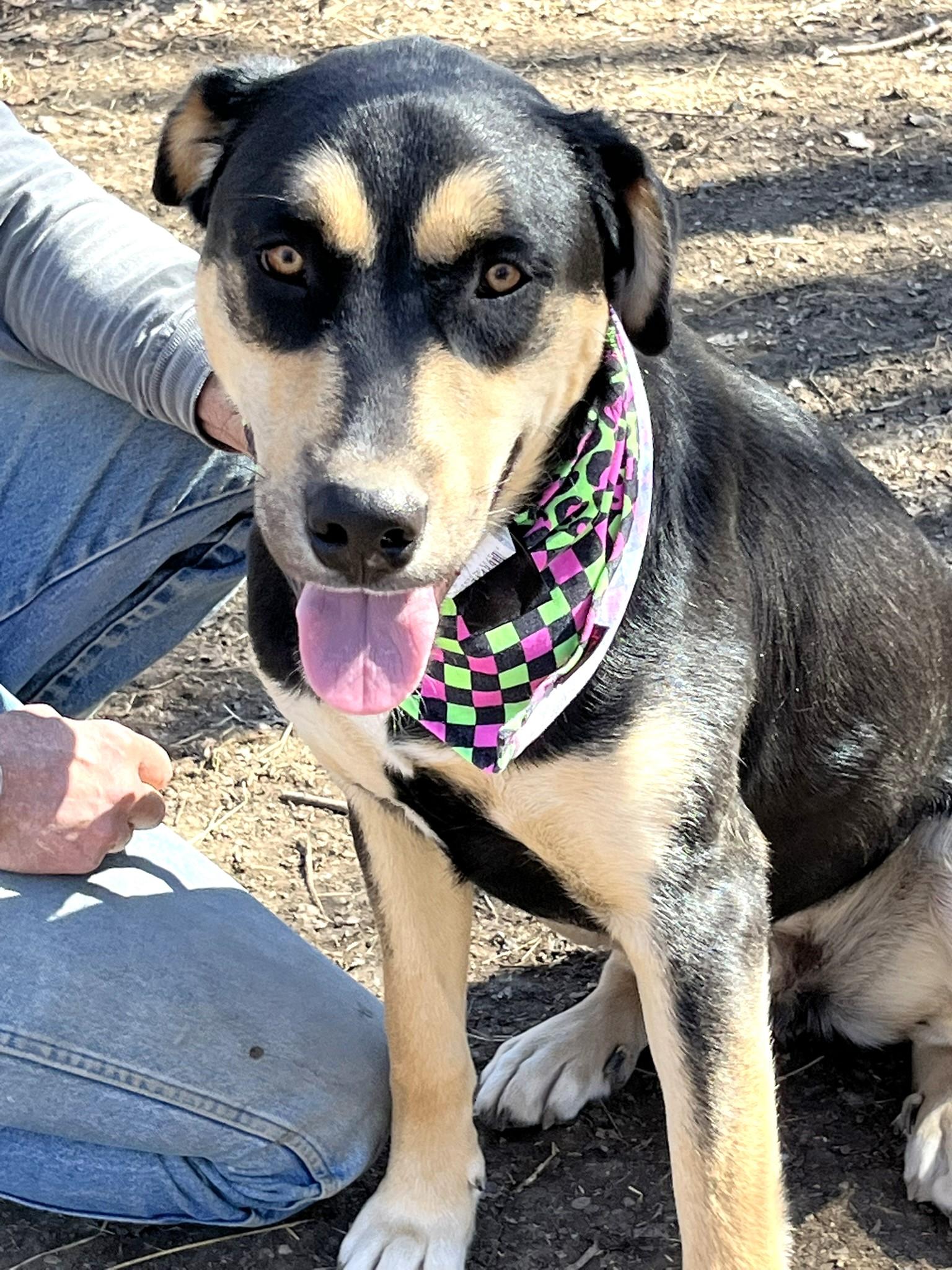 Gumbo, an adoptable mixed breed in Godley, TX image 2/6