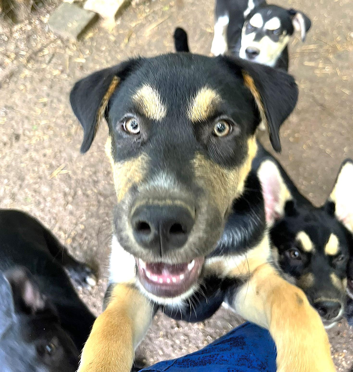 Gumbo, an adoptable mixed breed in Godley, TX image 6/6