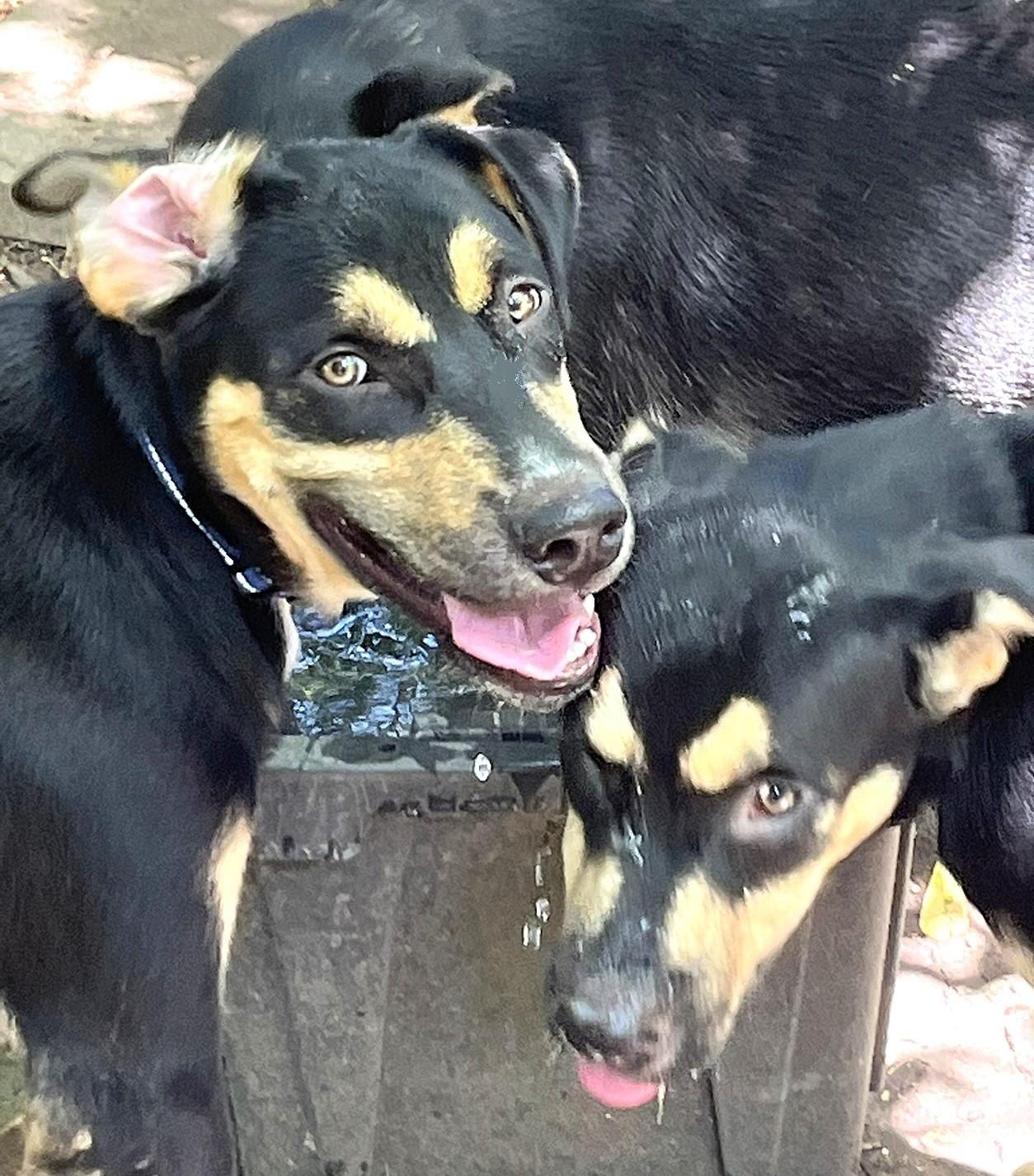 Gumbo, an adoptable mixed breed in Godley, TX image 2/6