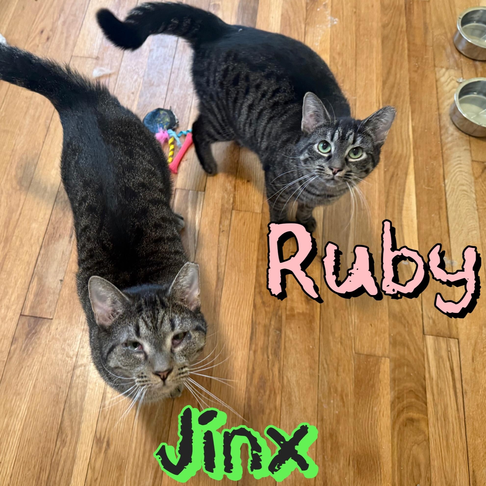 Enlarge Ruby & Jinx, a Adoptable mixed breed in Morganton, NC image 1/5