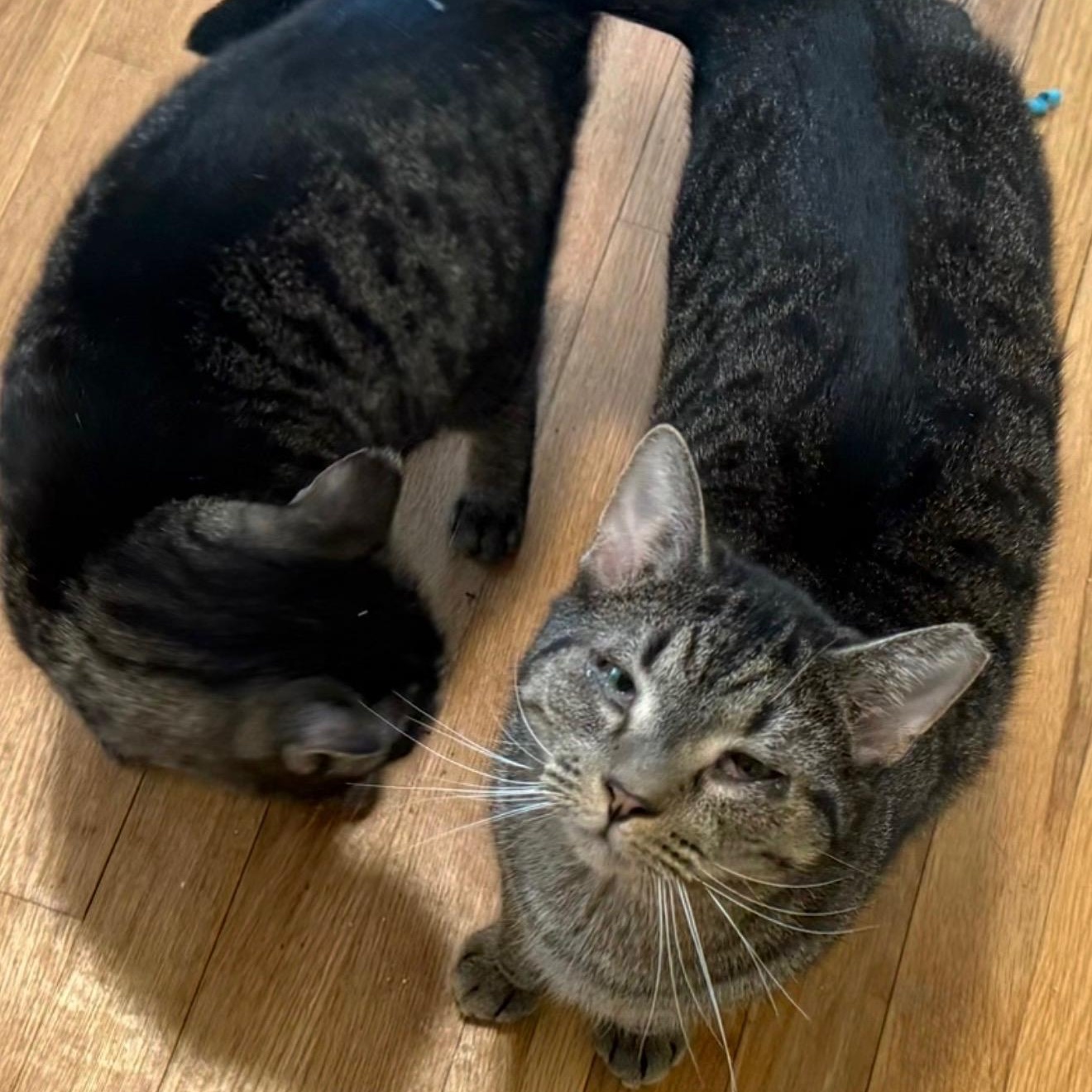 Enlarge Ruby & Jinx, a Adoptable mixed breed in Morganton, NC image 5/5