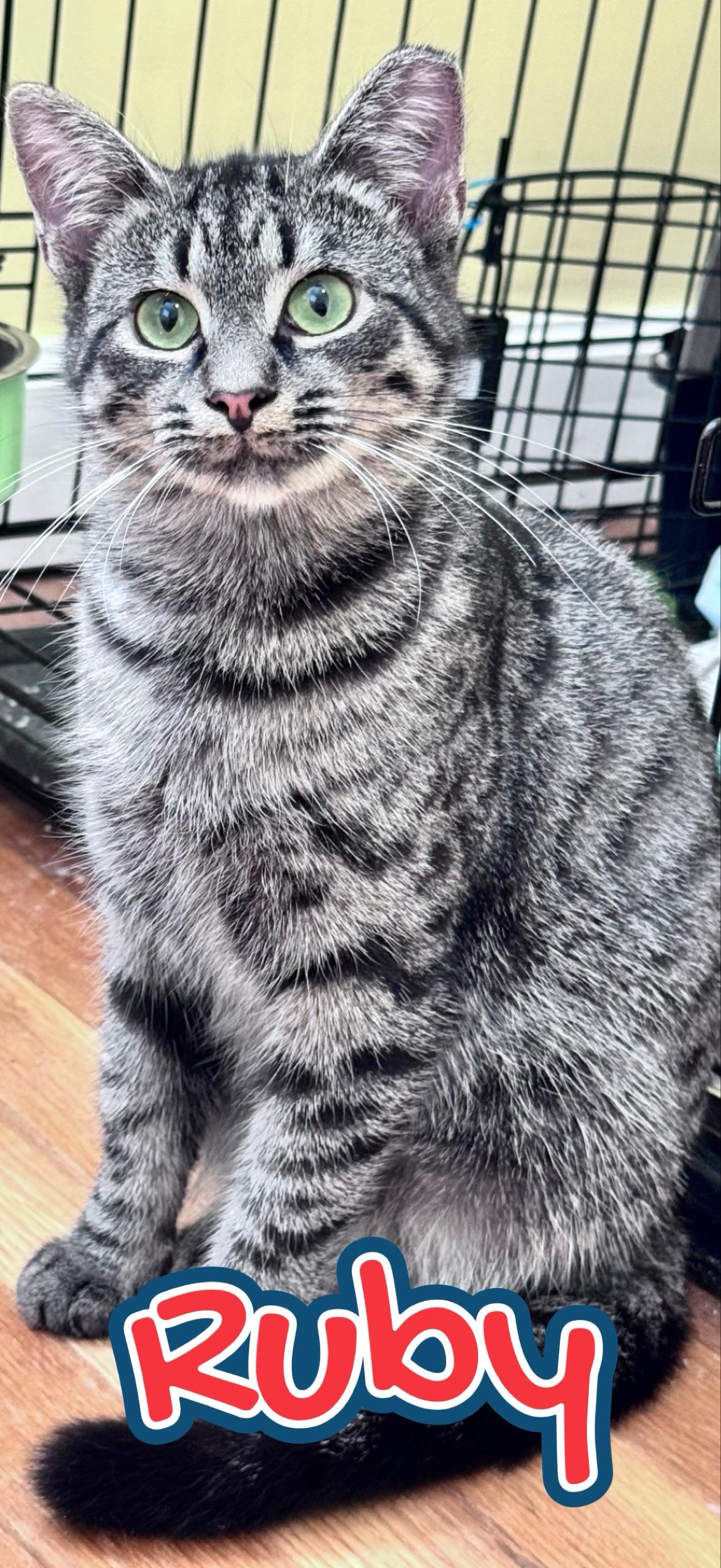 Enlarge Ruby & Jinx, a Adoptable mixed breed in Morganton, NC image 2/5