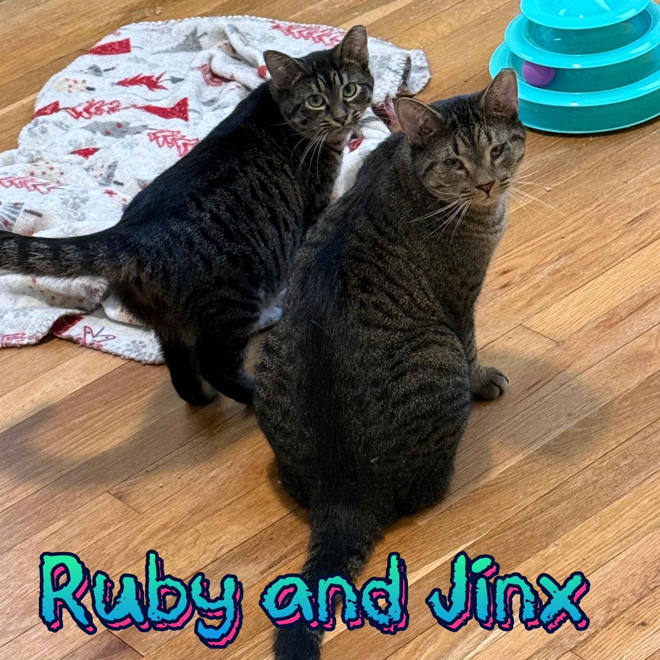 Enlarge Ruby & Jinx, a Adoptable mixed breed in Morganton, NC image 3/5