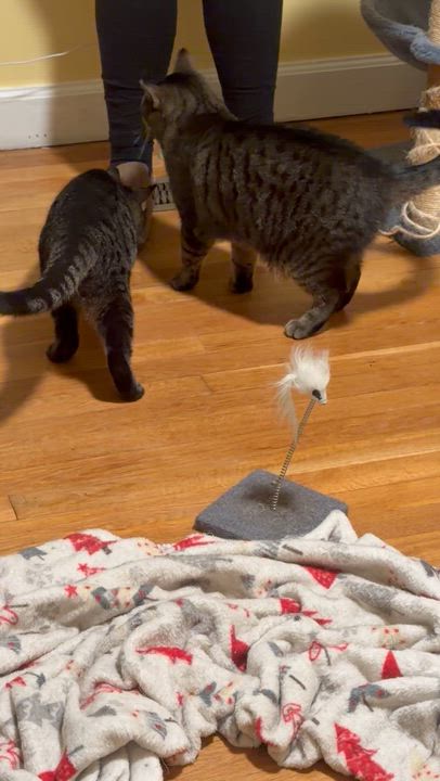 Enlarge Ruby & Jinx, a Adoptable mixed breed in Morganton, NC video 4/5