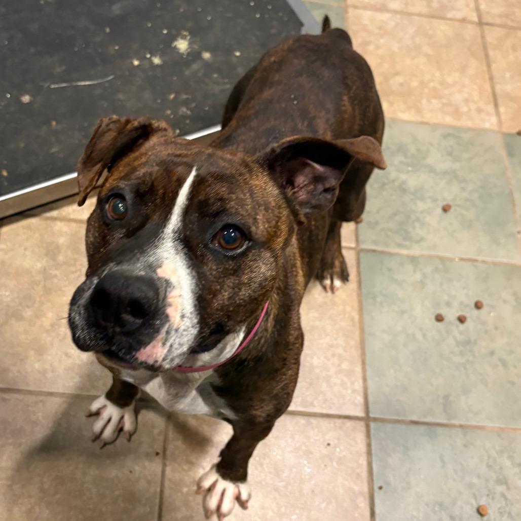 Beef Patty — thumbnail 2