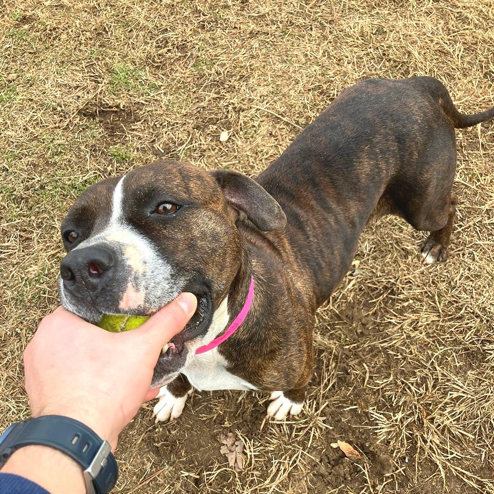 Beef Patty — thumbnail 4