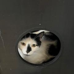 Wagyu, Adoptable, Adult Female Domestic Short Hair.