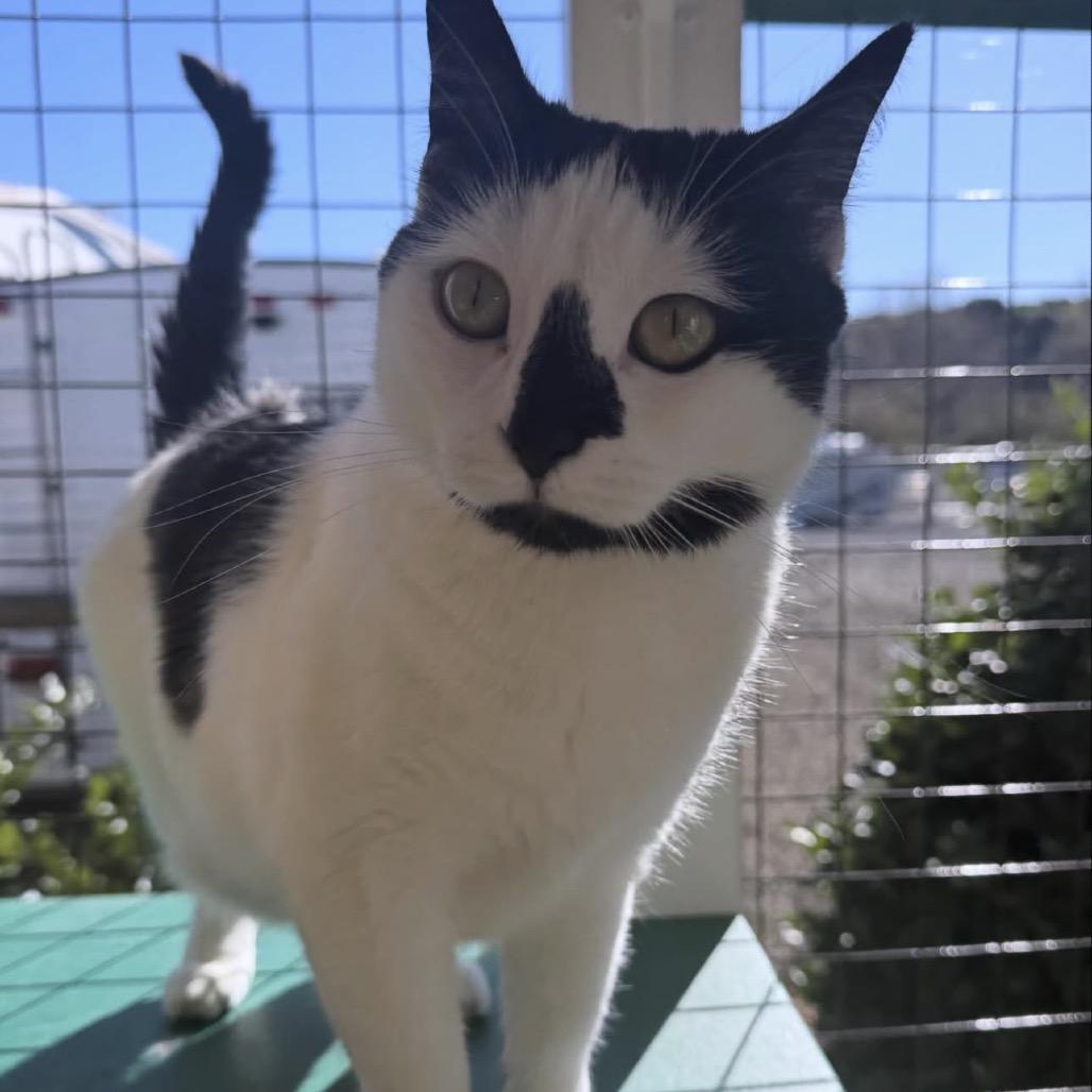 Enlarge Wagyu, a Adoptable Domestic Short Hair in Buellton, CA image 2/6