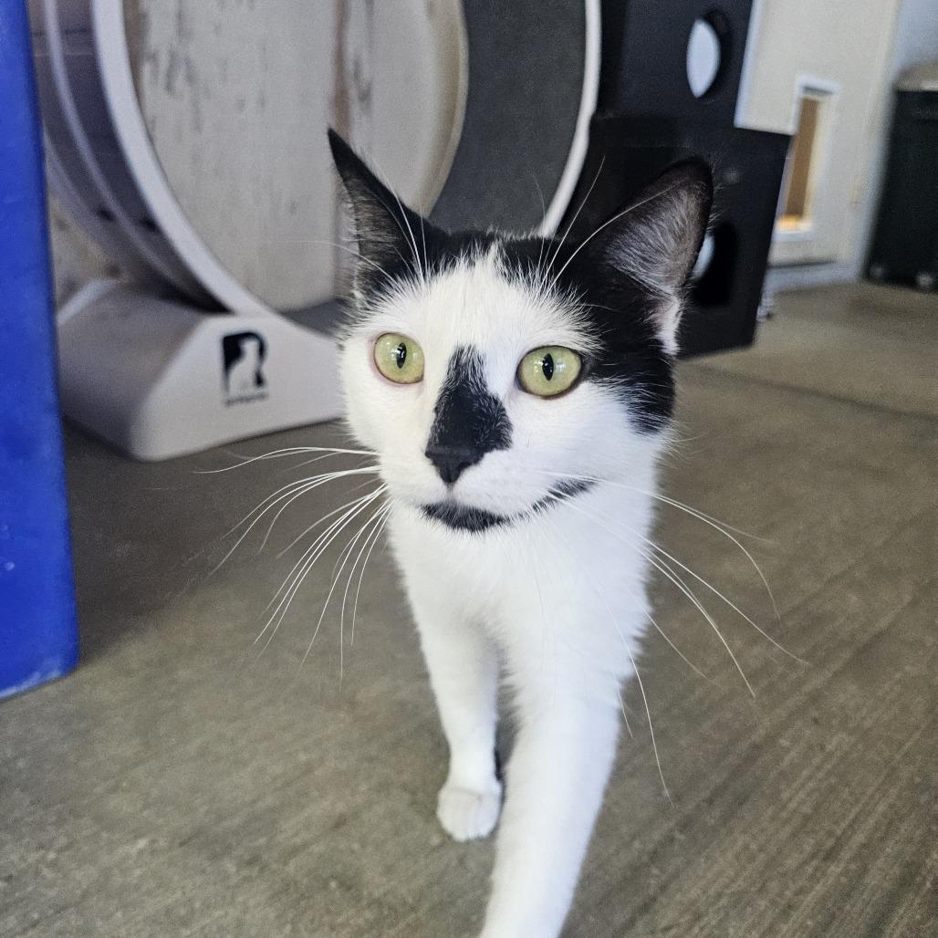 Enlarge Wagyu, a Adoptable Domestic Short Hair in Buellton, CA image 4/6