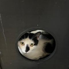 Enlarge Wagyu, a Adoptable Domestic Short Hair in Buellton, CA image 5/6