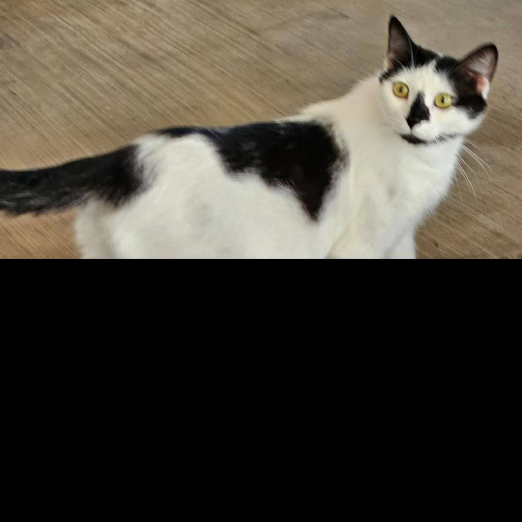 Enlarge Wagyu, a Adoptable Domestic Short Hair in Buellton, CA image 6/6