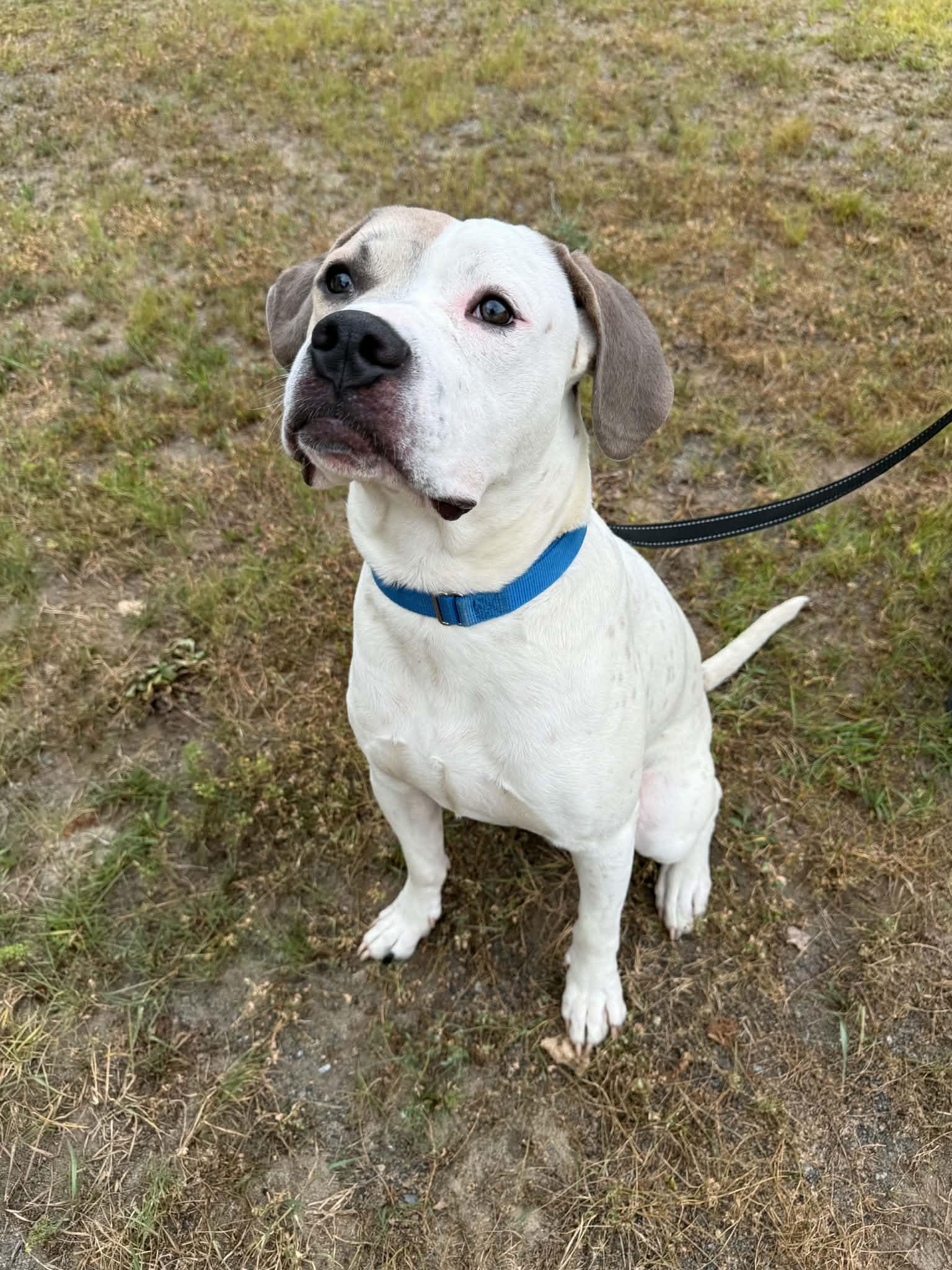 Frankie, Adoptable, Young Male American Bulldog & Boxer.