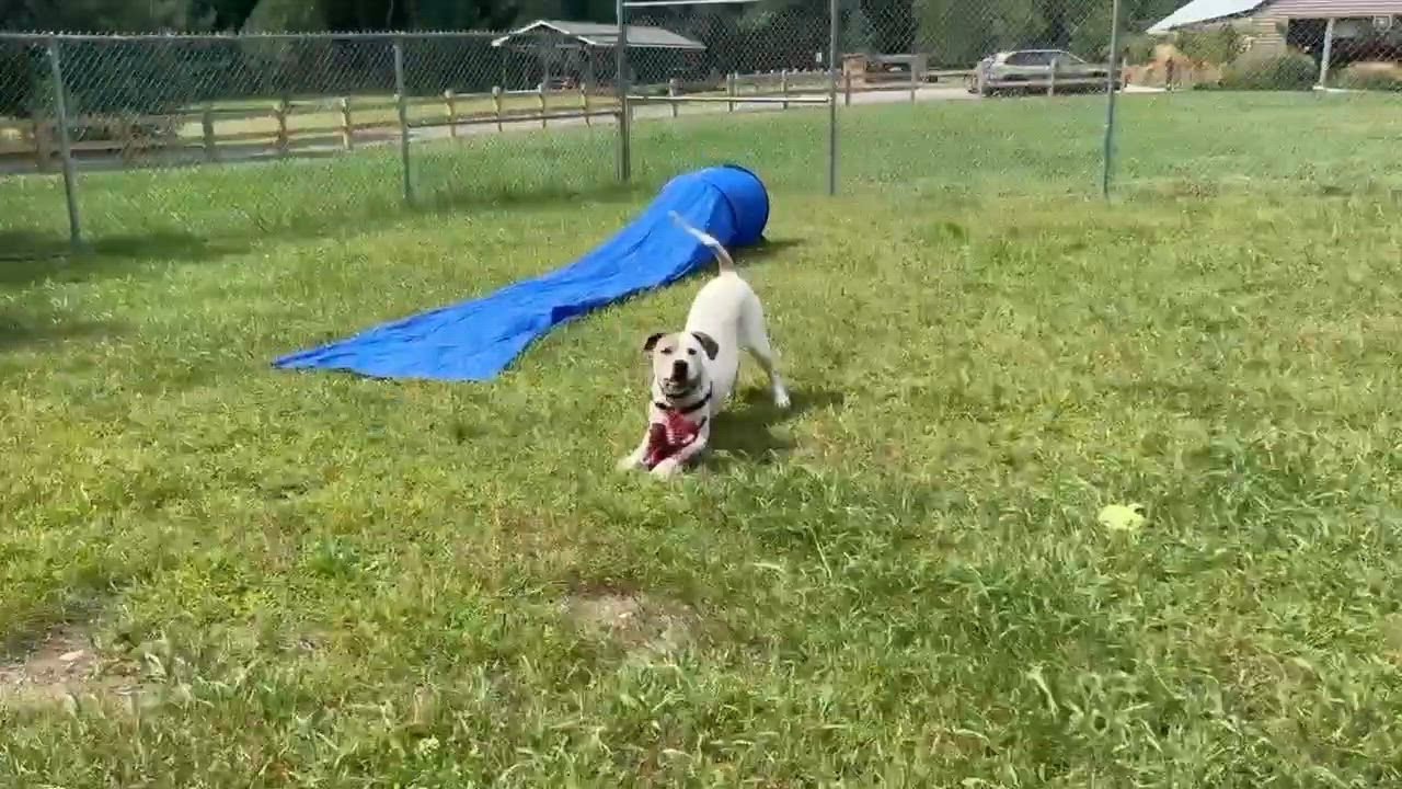 Enlarge Frankie, a Adoptable mixed breed in Elizabethtown, NY video 2/2