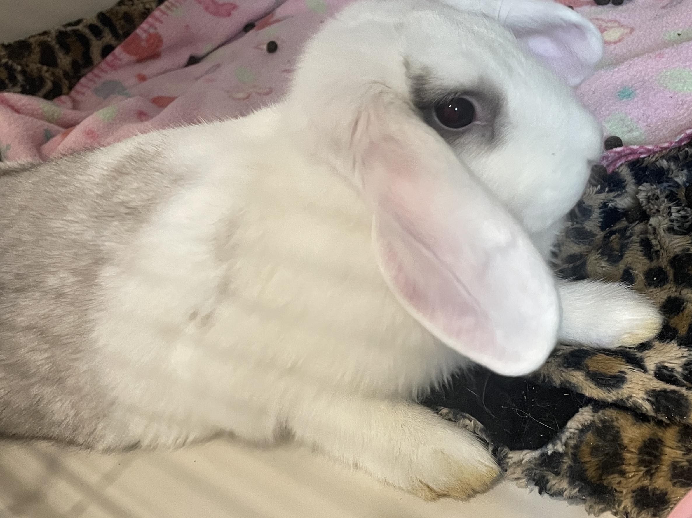 Enlarge Flower, an adopted Lop Eared in Rochester, NY image 2/2