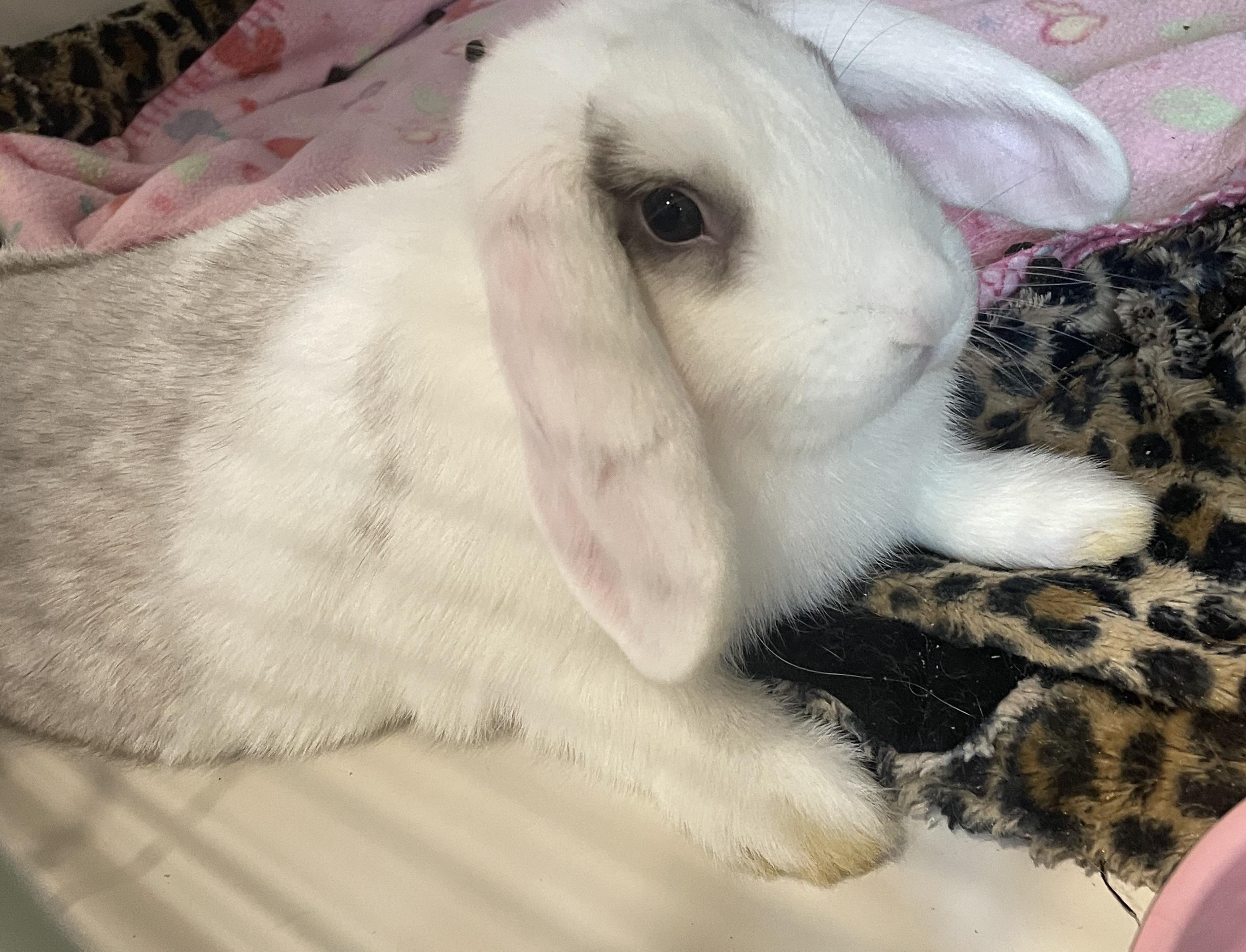 Enlarge Flower, an adopted Lop Eared in Rochester, NY image 1/2