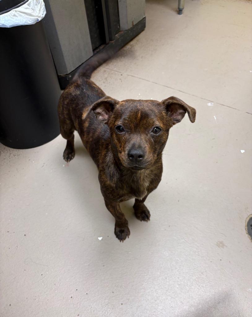 HONEY BEE, Adoptable, Puppy Female Chihuahua & Basset Hound.