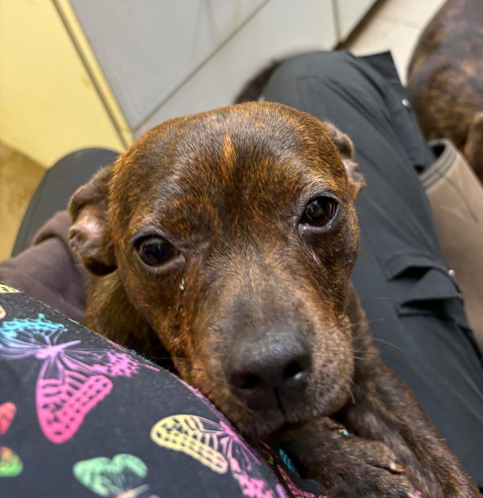 Enlarge HONEY BEE, a Adoptable mixed breed in Crossville, TN image 2/3