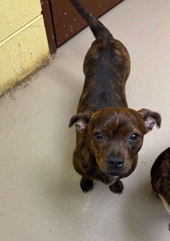 Enlarge HONEY BEE, a Adoptable mixed breed in Crossville, TN image 3/3