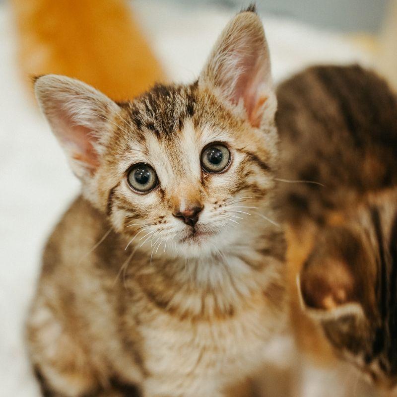 Enlarge Lobster, a ADOPTABLE Domestic Medium Hair in Jackson, WY image 1/1