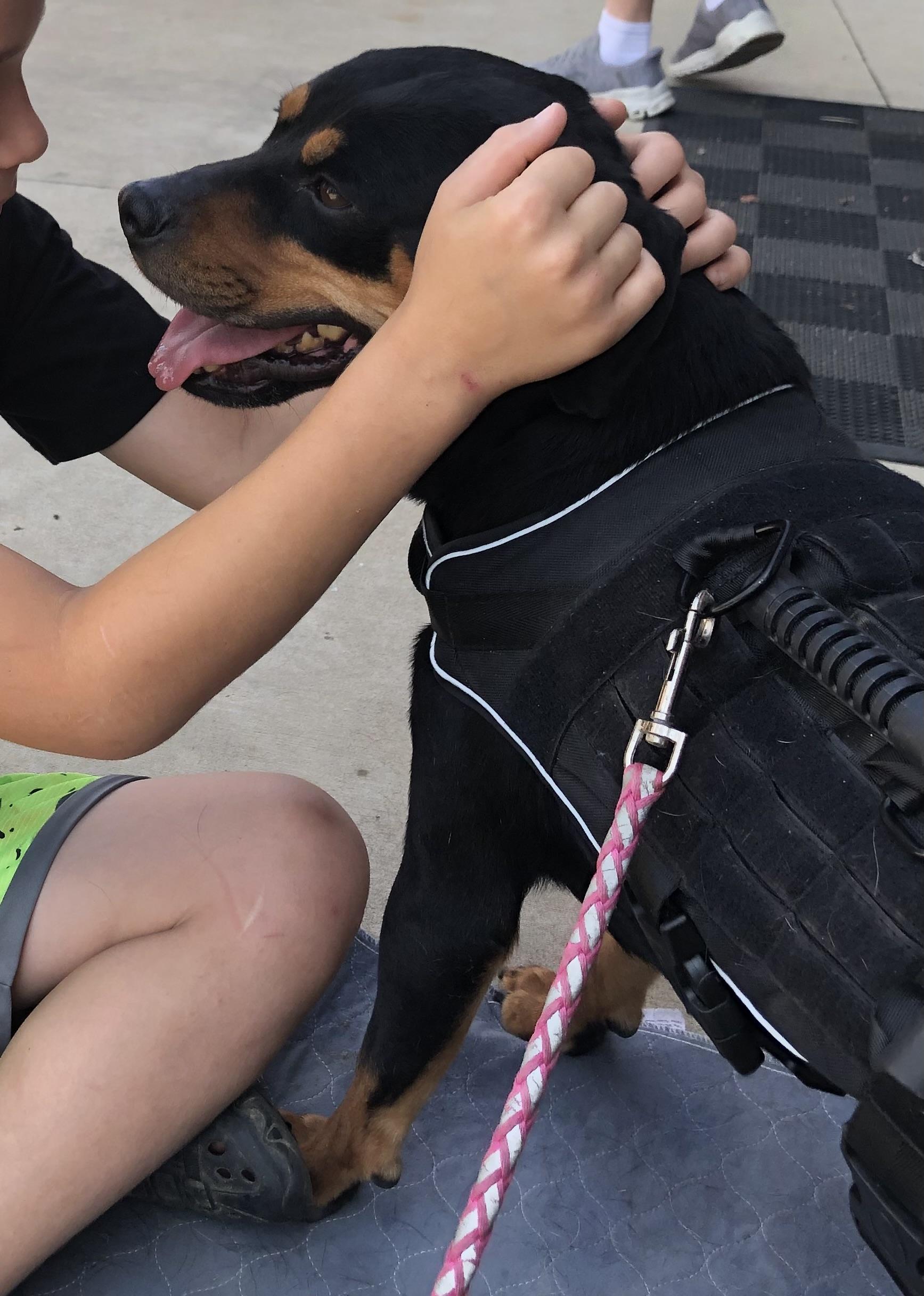 Pilot, Adoptable, Young Male Mixed Breed.