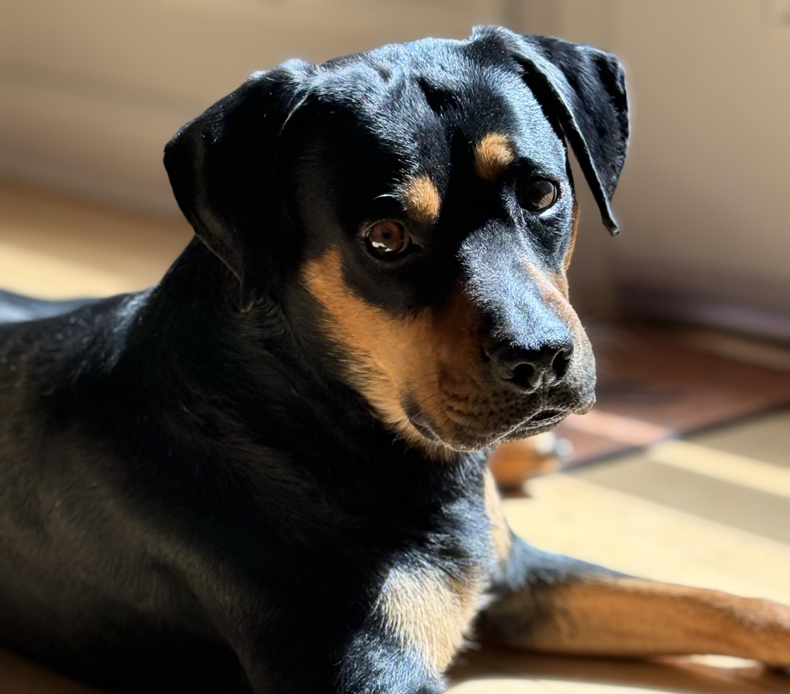 Enlarge Pilot, an adoption pending Mixed Breed in Cherokee Village, AR image 3/3